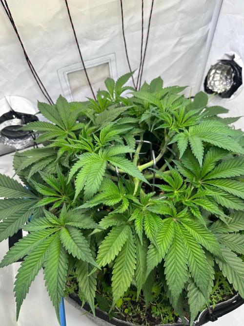 Super boof von Barneys Farm. Week 6 - Dazu gab es Chili Knoblauch Ferment 