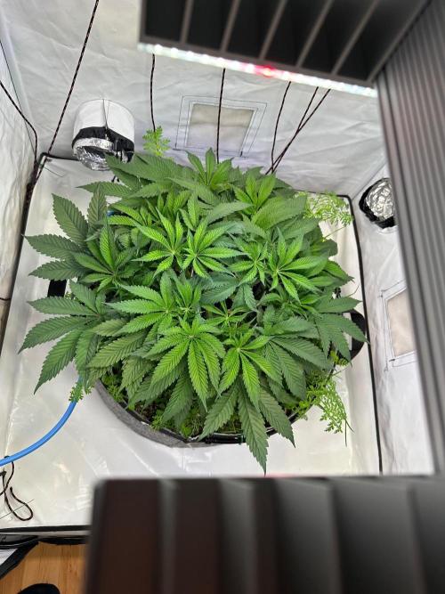 Super boof von Barneys Farm. Week 6