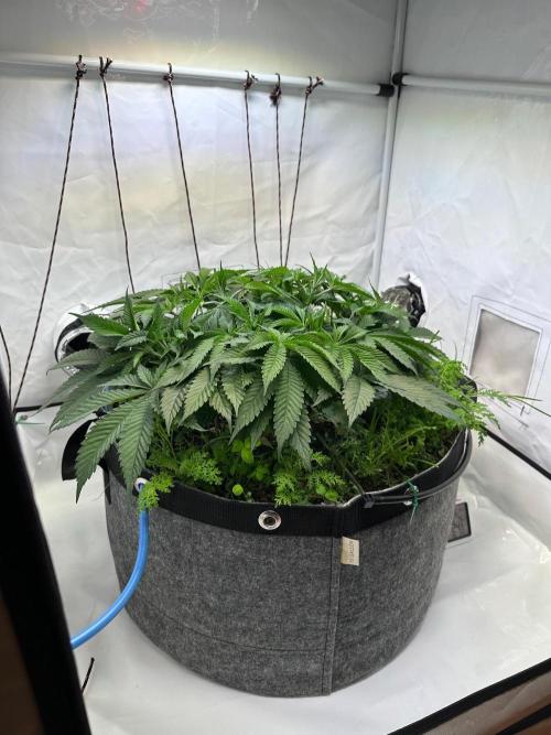 Super boof von Barneys Farm. Week 6 - Morgen wird die Zeit umgestellt 