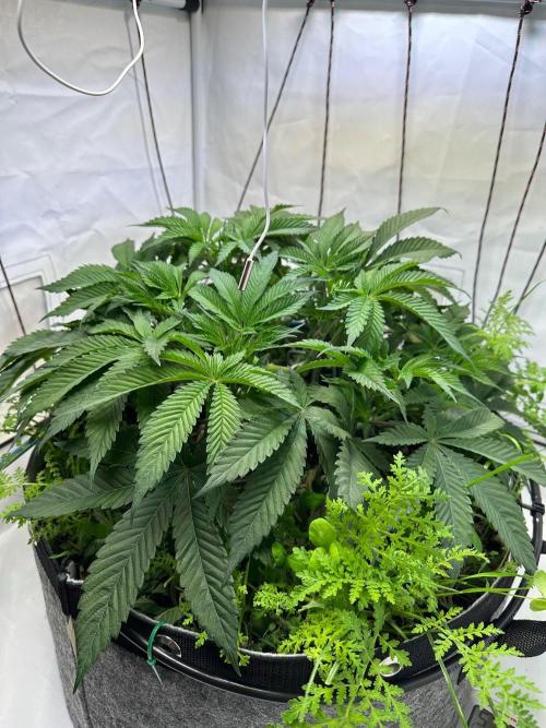 Super boof von Barneys Farm. Week 7