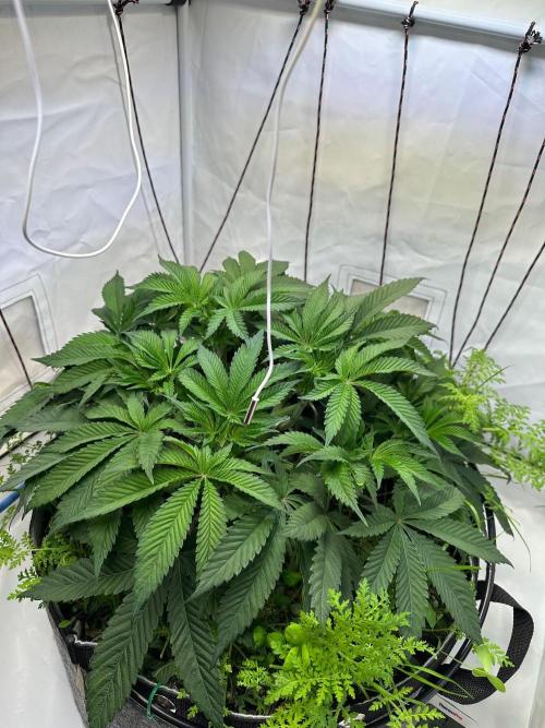 Super boof von Barneys Farm. Week 7