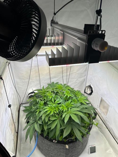 Super boof von Barneys Farm. Week 7 - BT 3 Update  AC Infinity Cloudray S6 