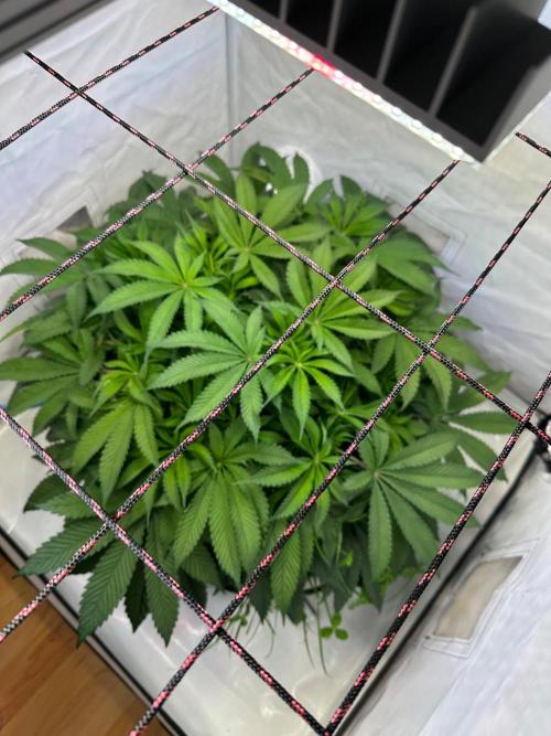 Super boof von Barneys Farm. Week 8