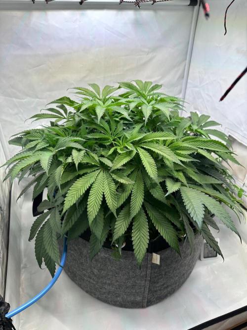 Super boof von Barneys Farm. Week 8