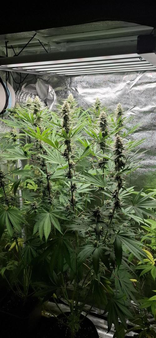 Durch Master. Week 6