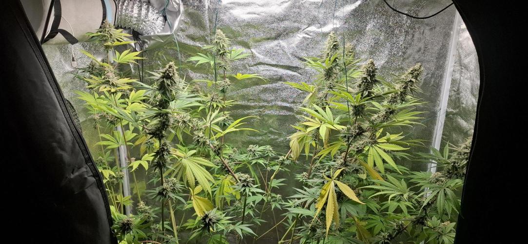1st living soil. Week 8