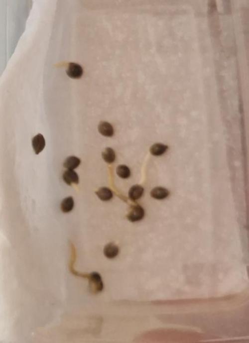 Wolpertinger ABC. Week 0 - Some already popped after 24h.