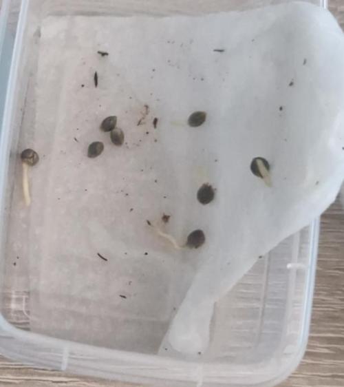 Wolpertinger ABC. Week 0 - All besides 3 popped in the first 72h