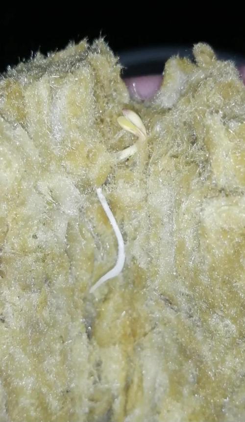 Jack Herer auto, DWC Progrow 20L. Week 0 - Plantar la semilla en la lana de roca y poner en el canastillo  