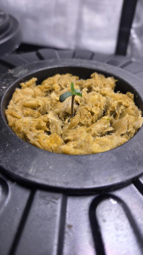 Jack Herer auto, DWC Progrow 20L. Week 1 -  Día 1: Plántula de Jack Herer en lana de roca montada en sistema DWC.
