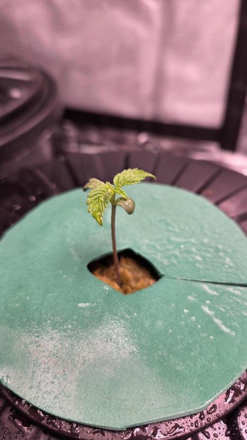 Jack Herer auto, DWC Progrow 20L. Week 2 - Jack herer auto 