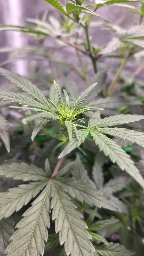 Jack Herer auto, DWC Progrow 20L. Week 5