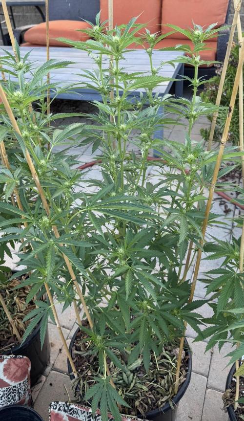 Sugar Cane. Week 3