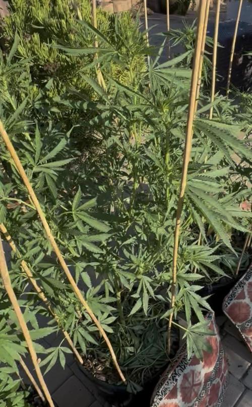 Sugar Cane. Week 2