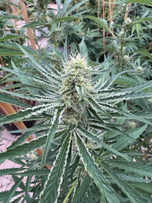 Sugar Cane. Week 5