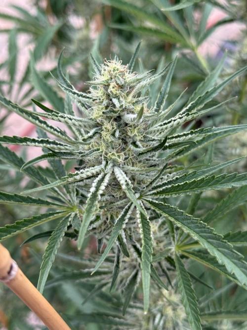 Candy Land. Week 6