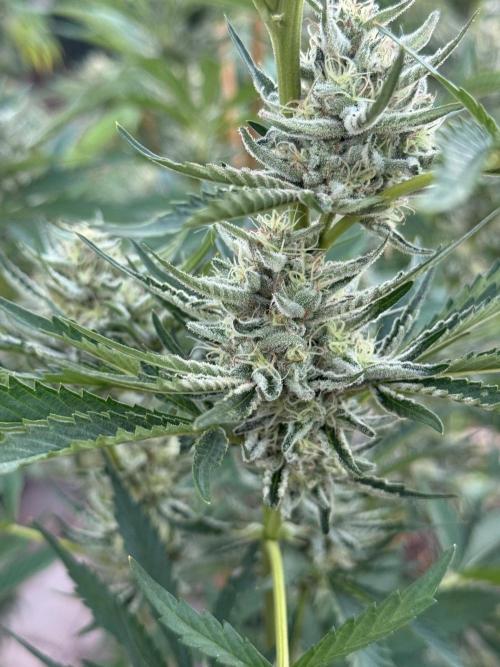 Candy Land. Week 7