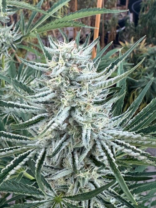 Candy Land. Week 7