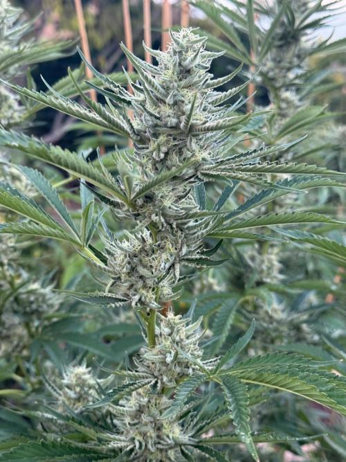 Candy Land. Week 7