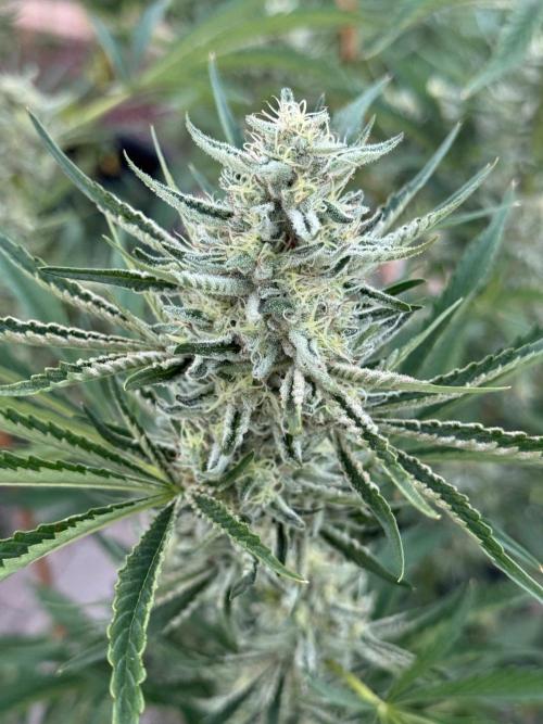 Candy Land. Week 7