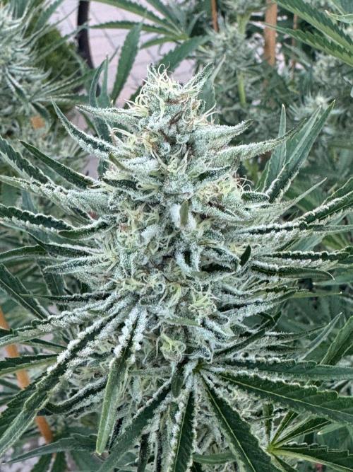 Candy Land. Week 7