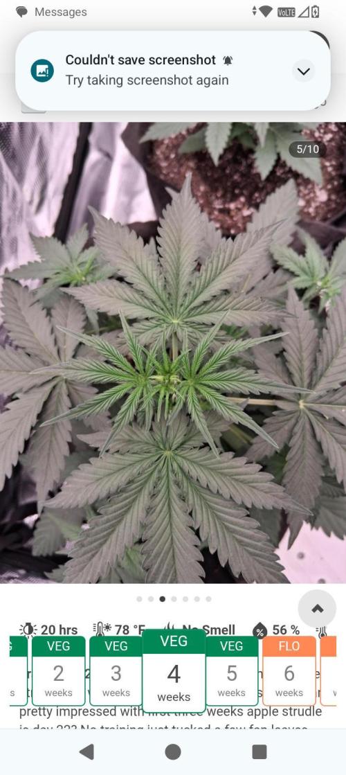 BrittbrannzChatGBTGrow. Week 4 - Apple