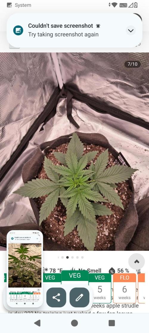 BrittbrannzChatGBTGrow. Week 4