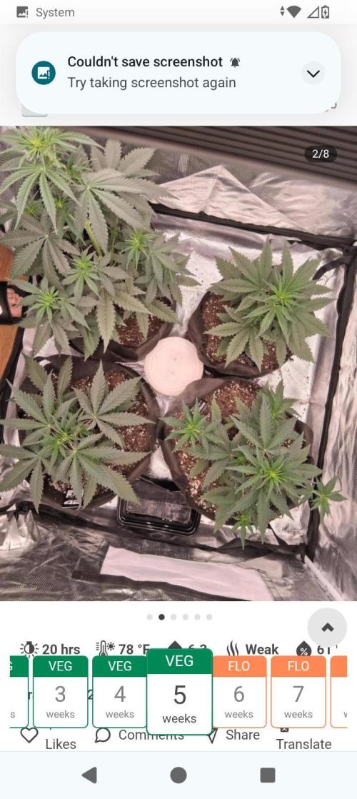 BrittbrannzChatGBTGrow. Week 4