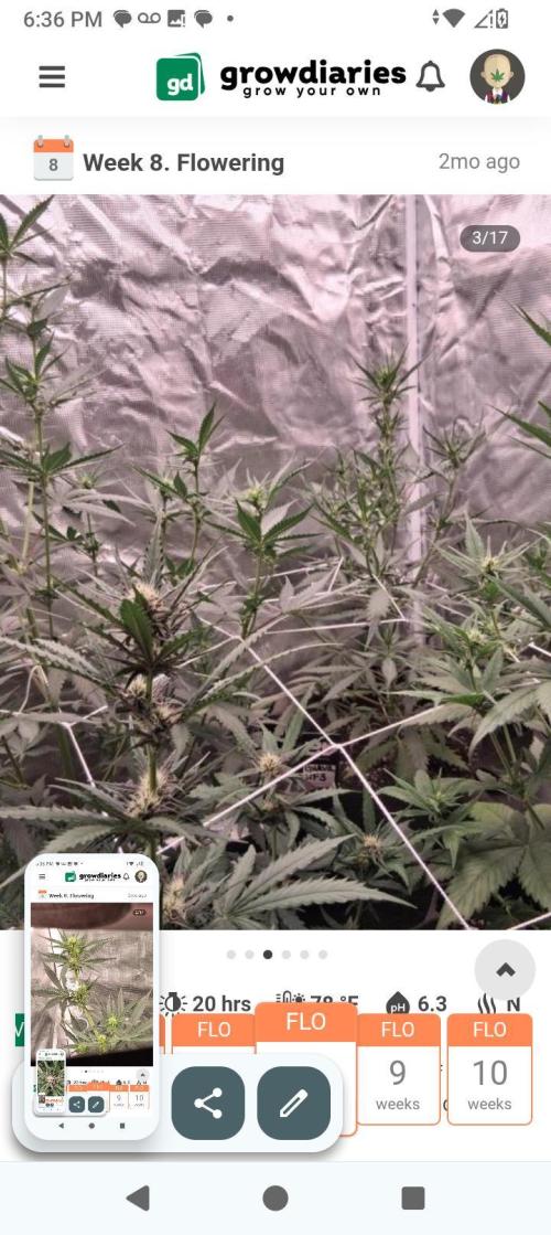 BrittbrannzChatGBTGrow. Week 7