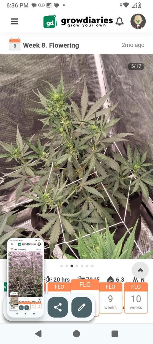 BrittbrannzChatGBTGrow. Week 7