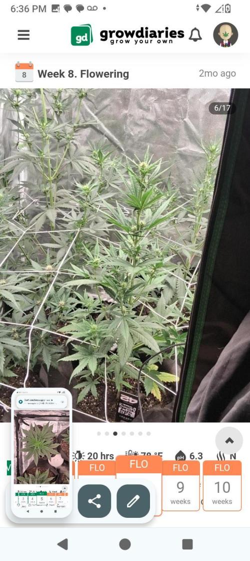 BrittbrannzChatGBTGrow. Week 7