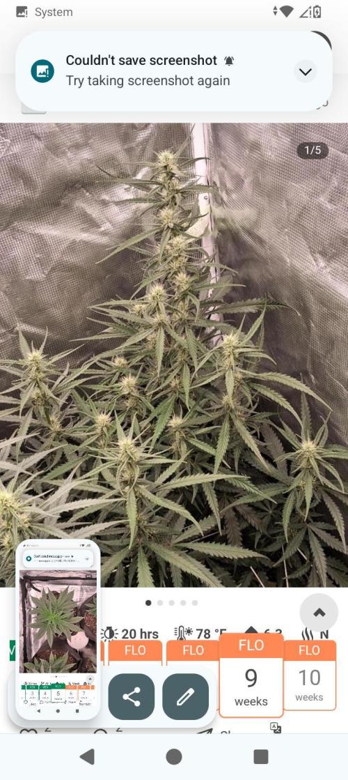 BrittbrannzChatGBTGrow. Week 7 - Guaca rf3