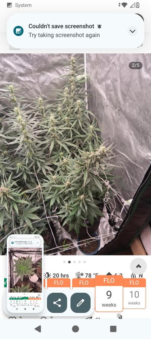 BrittbrannzChatGBTGrow. Week 7