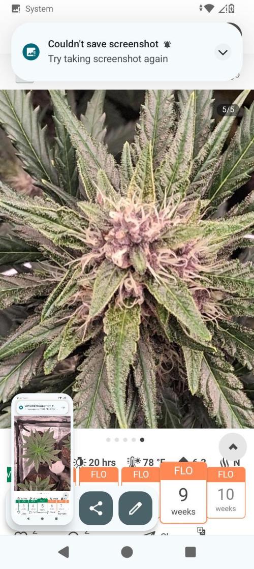 BrittbrannzChatGBTGrow. Week 7