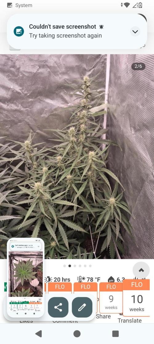 BrittbrannzChatGBTGrow. Week 7
