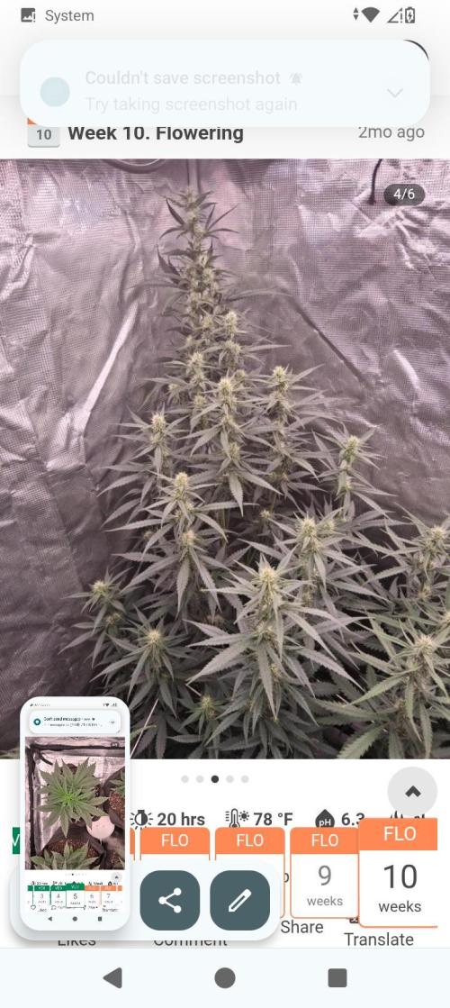BrittbrannzChatGBTGrow. Week 7