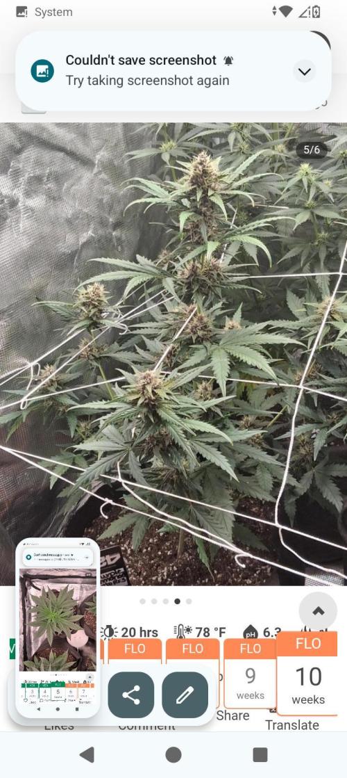 BrittbrannzChatGBTGrow. Week 7