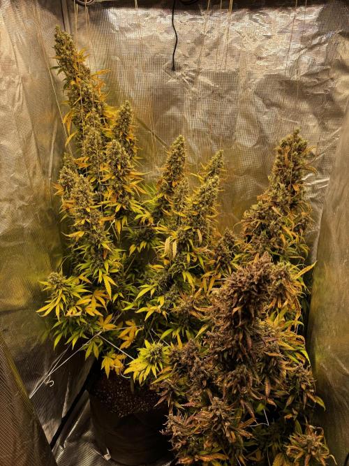 BrittbrannzChatGBTGrow. Week 9