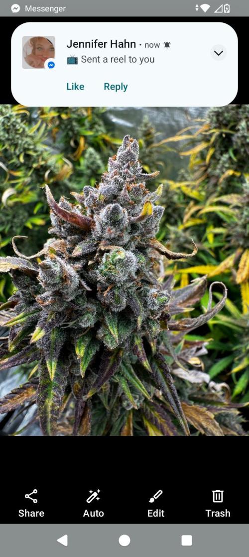 BrittbrannzChatGBTGrow. Week 8
