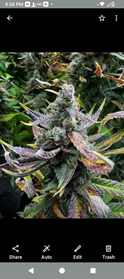 BrittbrannzChatGBTGrow. Week 8