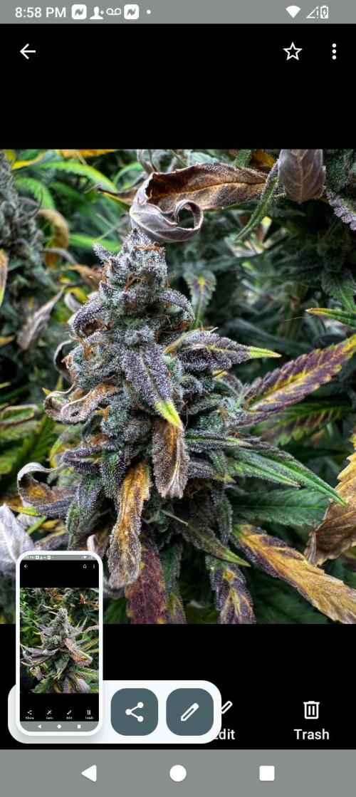 BrittbrannzChatGBTGrow. Week 8