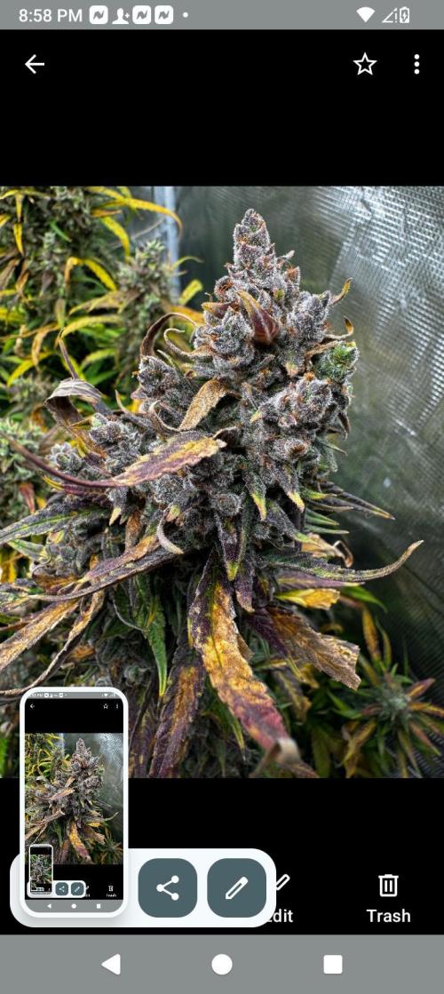 BrittbrannzChatGBTGrow. Week 8