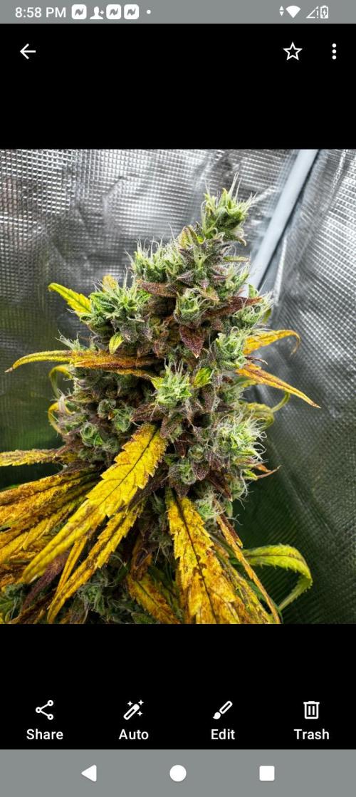 BrittbrannzChatGBTGrow. Week 8