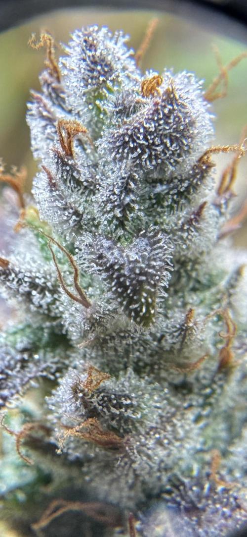 BrittbrannzChatGBTGrow. Week 8
