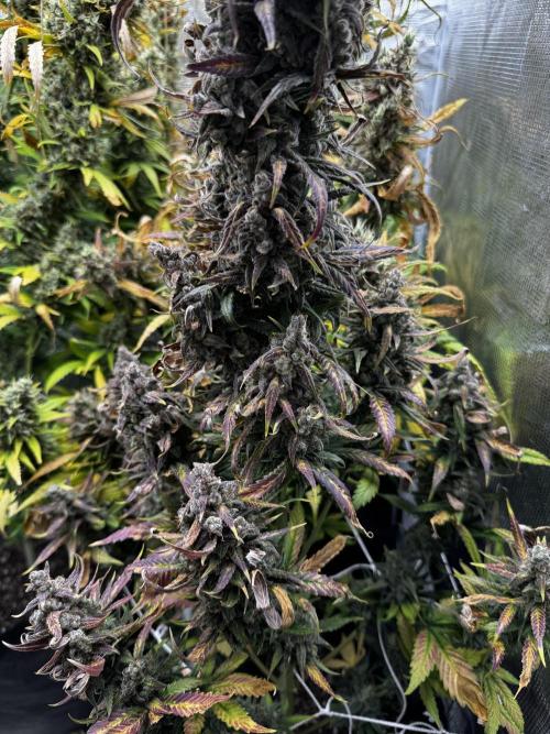BrittbrannzChatGBTGrow. Week 11