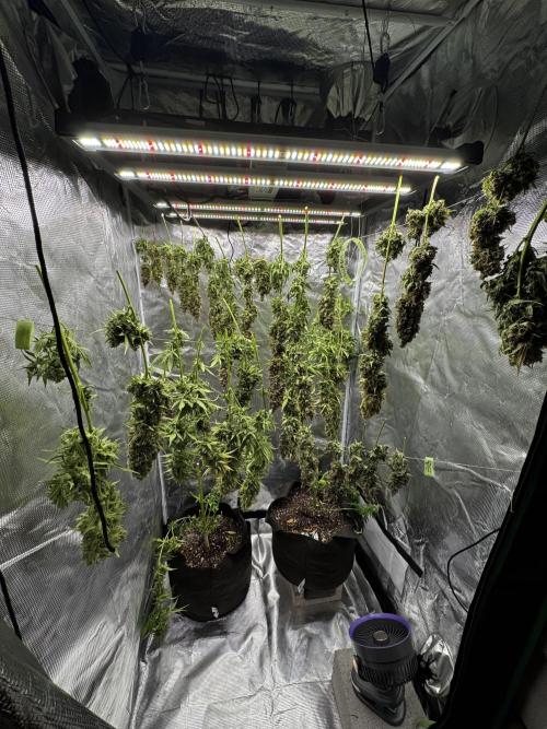 BrittbrannzChatGBTGrow. Week 11