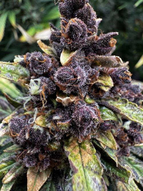 BrittbrannzChatGBTGrow. Week 12