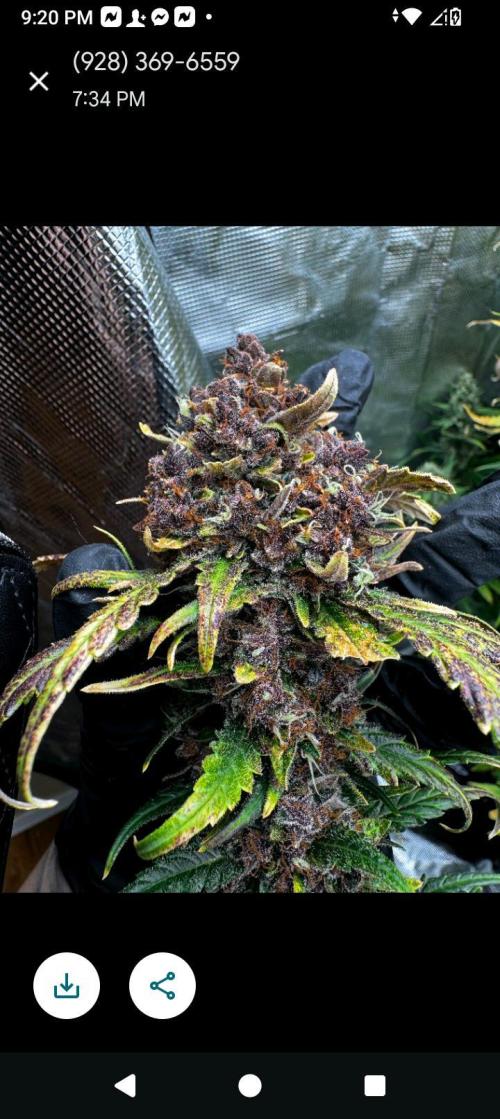 BrittbrannzChatGBTGrow. Week 12