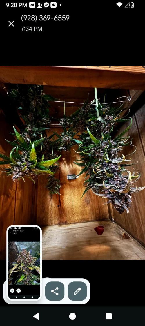 BrittbrannzChatGBTGrow. Week 12