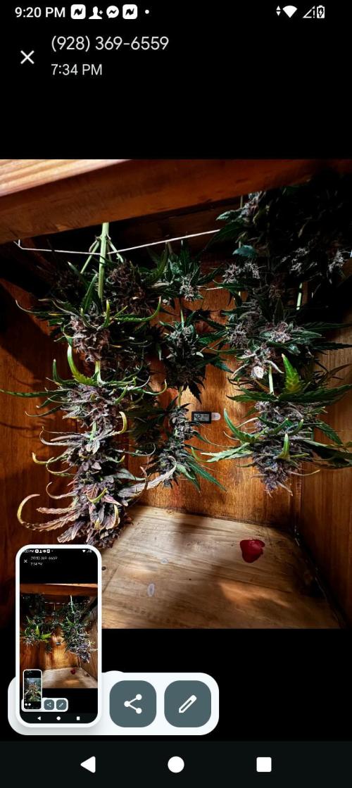BrittbrannzChatGBTGrow. Week 12